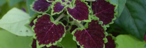 Burgundy Wedding Train is a superb garden performer that cascades from the sides of containers.