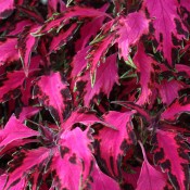 Luminesce is a top-pick coleus that adds depth and rich colour to containers, borders, and hanging baskets.