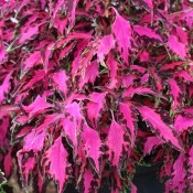 Luminesce is a top-pick coleus that adds depth and rich colour to containers, borders, and hanging baskets.