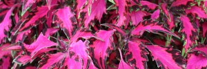 Luminesce is a top-pick coleus that adds depth and rich colour to containers, borders, and hanging baskets.