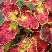 Scarlett is a bold and eye-catching coleus that will help to create a spectacular display.