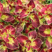 Scarlett is a bold and eye-catching coleus that will help to create a spectacular display.