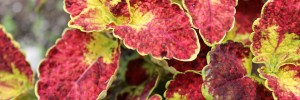 Scarlett is a bold and eye-catching coleus that will help to create a spectacular display.