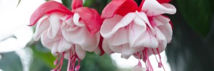 Create charming, long-lasting displays with the large double white blooms of Swing Time.