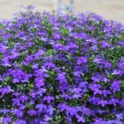 Add rich, dramatic blue colour to containers and hanging baskets with Royal Blue Waterfall.