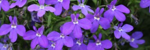 Add rich, dramatic blue colour to containers and hanging baskets with Royal Blue Waterfall.