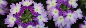 Blue Eclipse is a semi-trailing bloomer has brilliant lavender, white, and rich blue flowers.