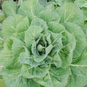 Tiger is a fast growing collards variety with rich, flavourful leaves.