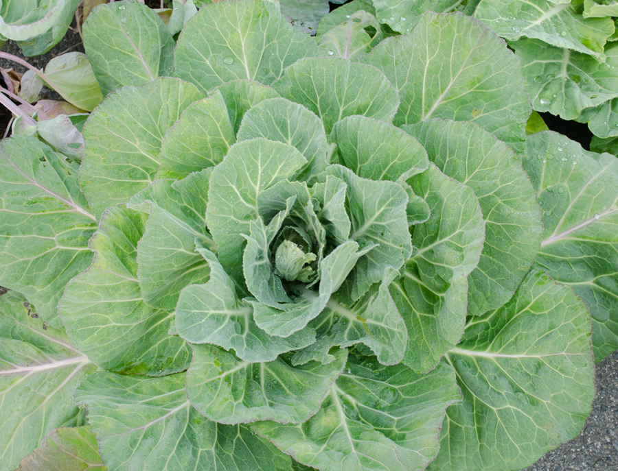 Collards are a broad leaved vegetable related to broccoli and cabbage. They have rich, flavourful leaves.