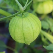 This tomatillo variety will produce high yields of large, firm fruit.