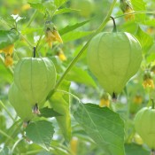 This tomatillo variety will produce high yields of large, firm fruit.
