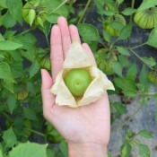 This tomatillo variety will produce high yields of large, firm fruit.