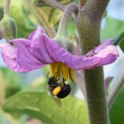 Bee On Eggplant Blossom