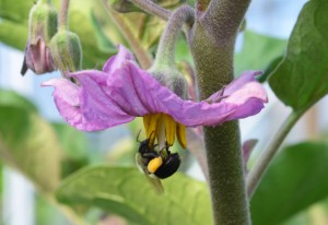 Bee On Eggplant Blossom