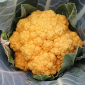 Cheddar is a medium-sized cauliflower with bright orange heads.