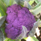 Taste of the Season's Cauliflower Graffiti is a unique and unusual cauliflower that grow rich purple heads.
