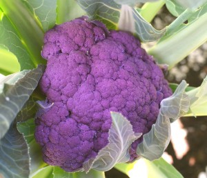 Taste of the Season's Cauliflower Graffiti is a unique and unusual cauliflower that grow rich purple heads.