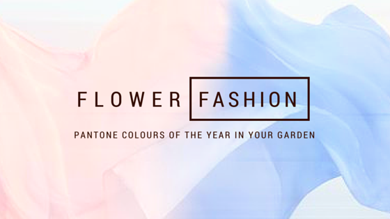 Create a calming, fashionable garden using Pantone's 2016 Colours of the Year