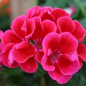 Award winning garden performance, Crimson Flame truly stands out in all garden applications.