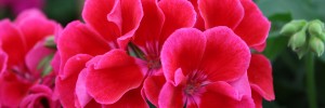 Award winning garden performance, Crimson Flame truly stands out in all garden applications.
