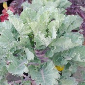 Kalettes is a non-GMO hybrid of kale and Brussels sprouts.
