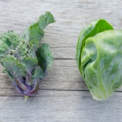 Kalette floret compared with a Brussels sprout