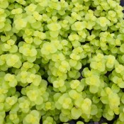 Tried & True Lysimachia Goldilocks