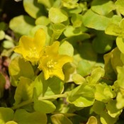 Lysimachia Goldilocks 2