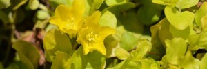 Lysimachia Goldilocks 2