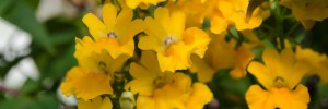 Tried & True Nemesia Delight
