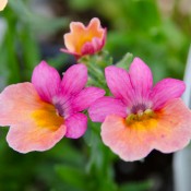 Prestige is a bold, fade resistant nemesia that is a perfect accent plant in mixed pots, hanging baskets, and window boxes.