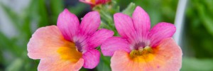 Prestige is a bold, fade resistant nemesia that is a perfect accent plant in mixed pots, hanging baskets, and window boxes.