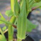 Okra is an excellent warm season vegetable that thrives in the summer heat.