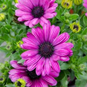 Astra Purple is a standout in garden beds and containers.