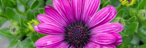 Astra Purple is a standout in garden beds and containers.