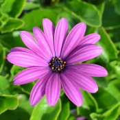 Astra Purple is a standout in garden beds and containers.