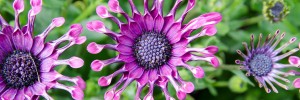 Tried & True Osteospermum Astra Purple Spoon