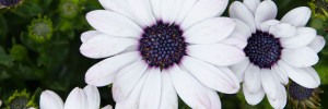 Astra White is a standout in garden beds and containers.