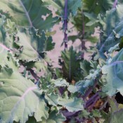 Red Russian is a versatile specialty kale that is well suited for culinary applications.