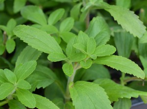 Sugar Love is a sweet herb that is gaining popularity as a sugar substitute