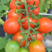 Sugar Gloss is an extremely sweet and delicious cherry sized tomato. High yielding with double trusses of fruit.