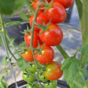Sugar Gloss is an extremely sweet and delicious cherry sized tomato. High yielding with double trusses of fruit.