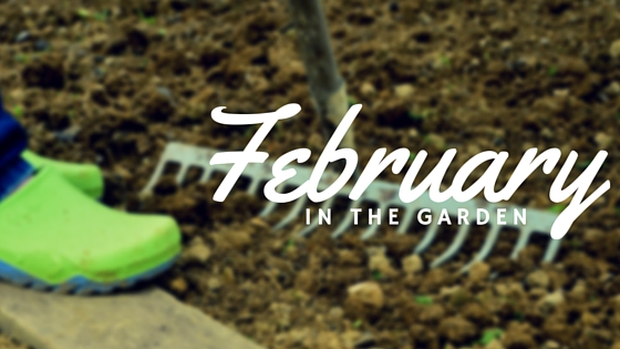 Garden tasks that you should be doing this February.