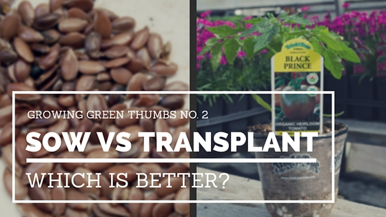 The age old question: is it better to direct sow seeds or transplant plant starts?