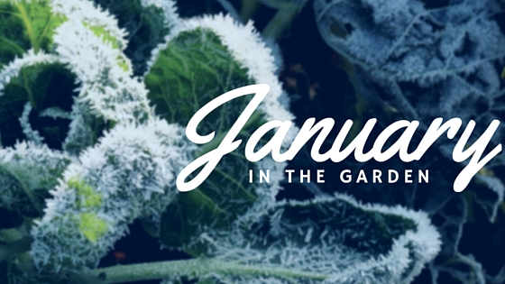 Garden tasks that you should be doing this January.