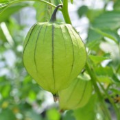 Tomatillo is a staple in Mexican and Central American cuisine.