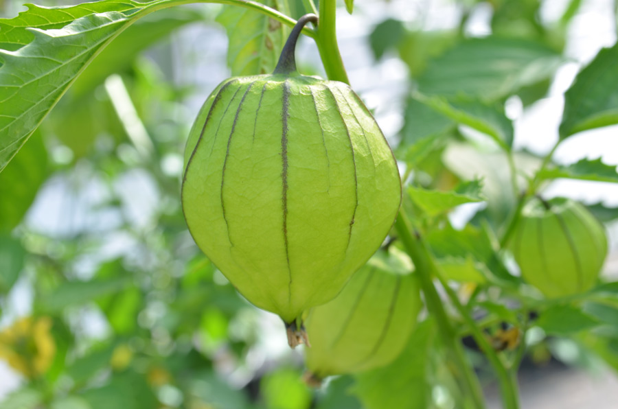 Tomatillo is a staple in Mexican and Central American cuisine. 
