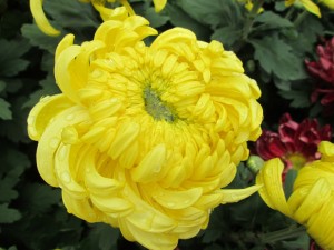 Chrysanthemum