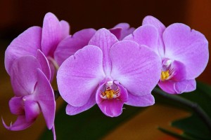 Orchid