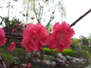 Plum Blossom